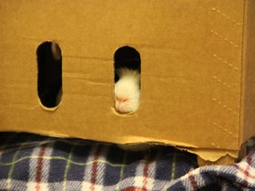 2020-01-24-3681 Emily eating the bars of her prison.jpg